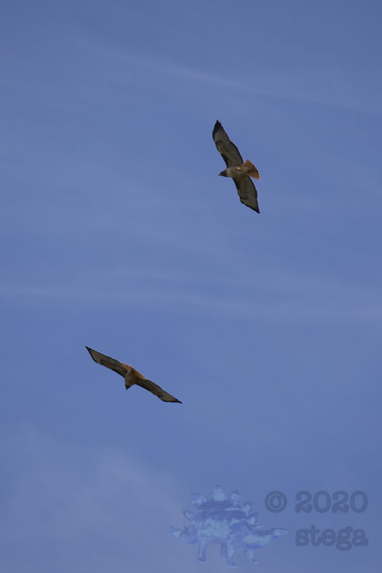 Outside: Red-Tailed Hawks