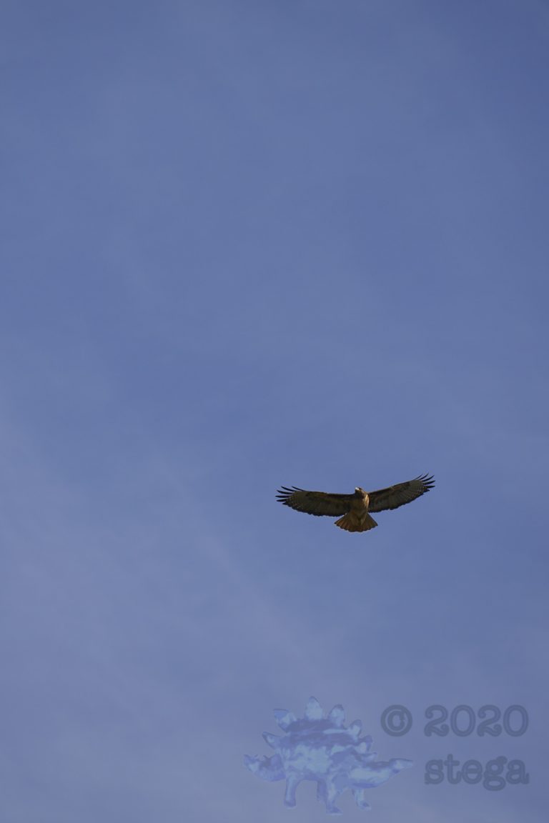 Outside: Red-Tailed Hawk