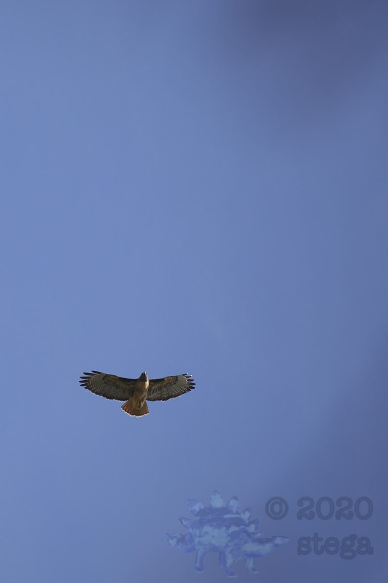 Outside: Red-Tailed Hawk