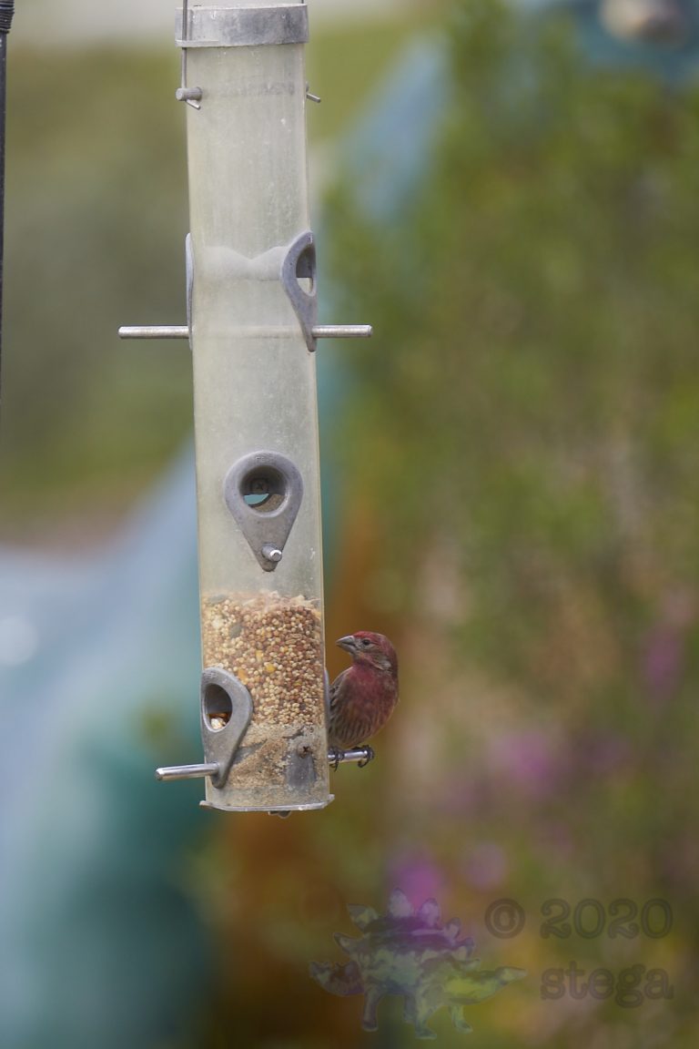 House Finch