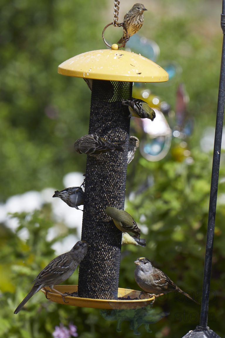 Finches and Sparrows