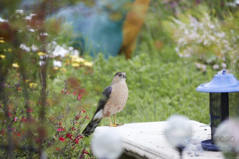 Cooper’s Hawk