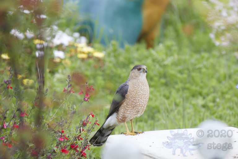 Cooper’s Hawk