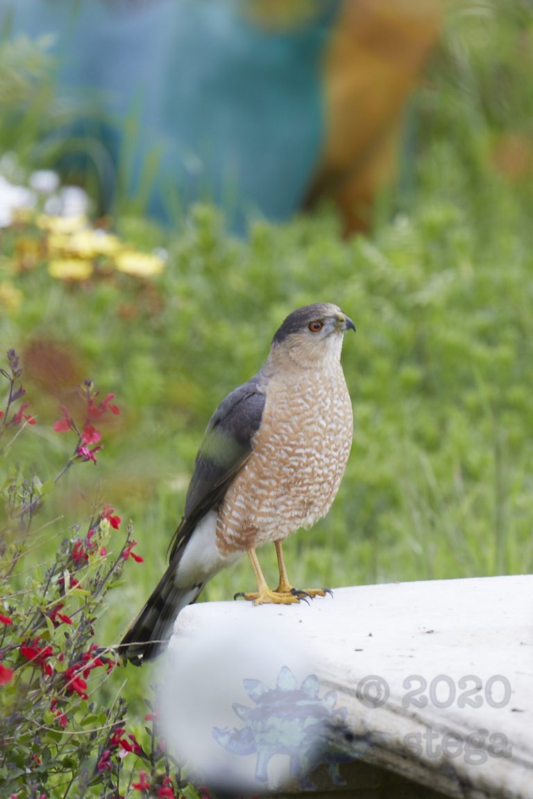 Cooper’s Hawk