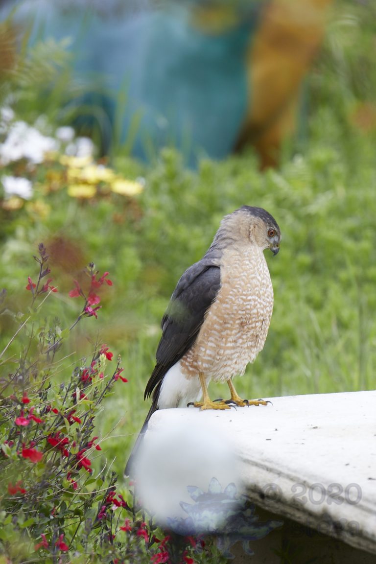 Cooper’s Hawk