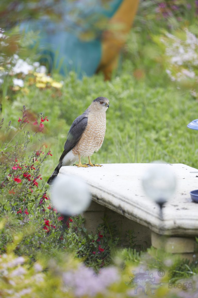 Cooper’s Hawk