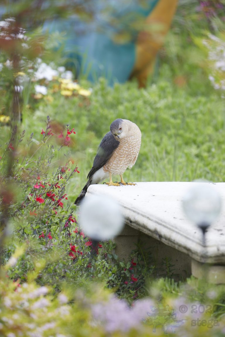 Cooper’s Hawk