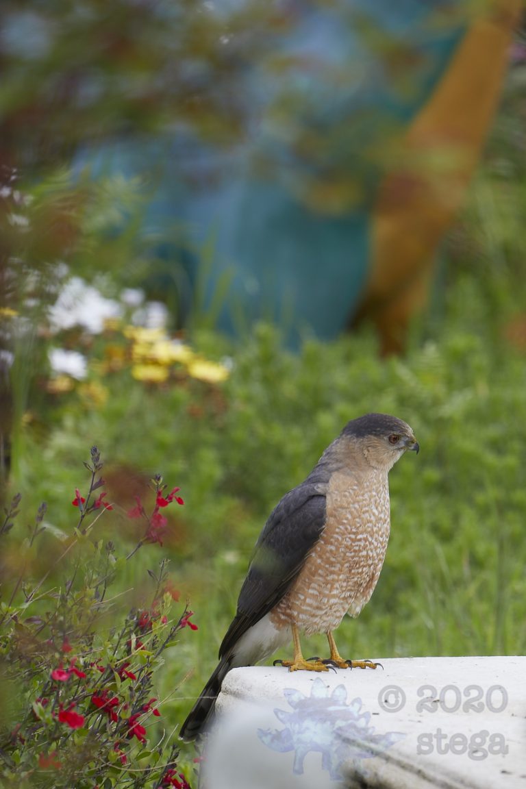 Cooper’s Hawk