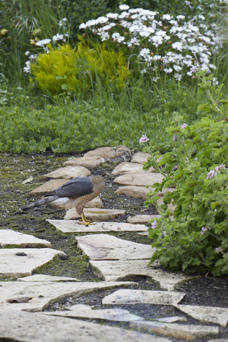 Cooper’s Hawk