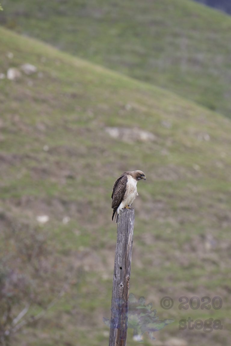Outside: Red-tailed Hawk