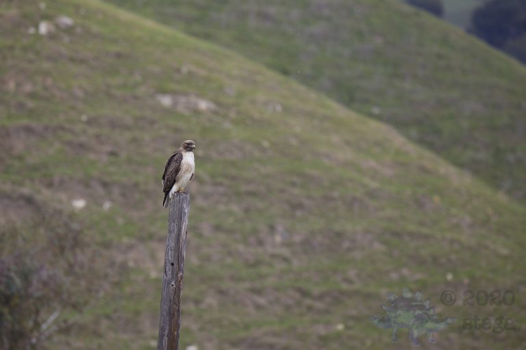 Outside: Red-Tailed Hawk