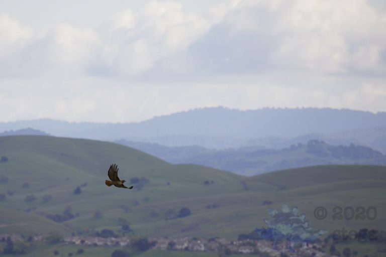 Outside: Red-tailed Hawk