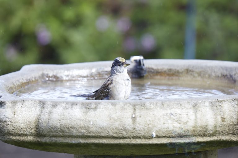 Gold-Crowned Sparrow