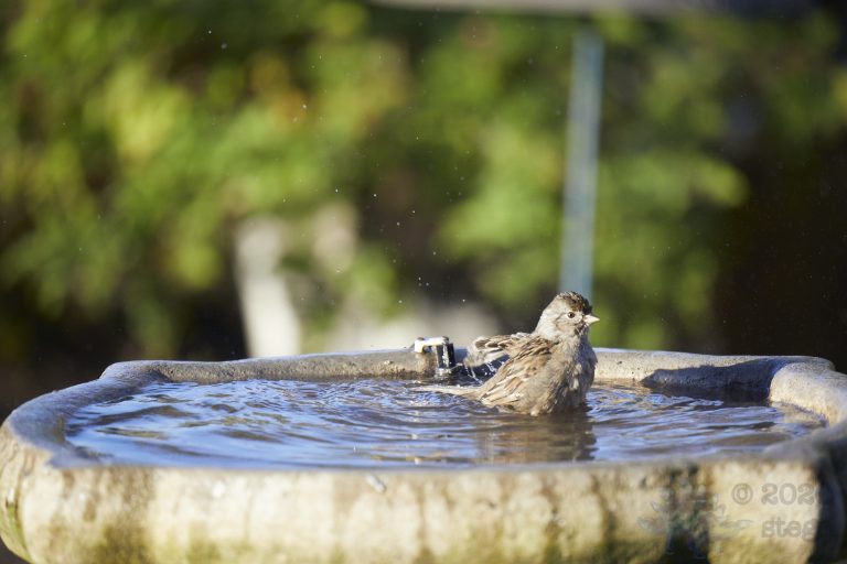 Gold-Crowned Sparrow