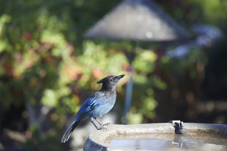 Steller’s Jay