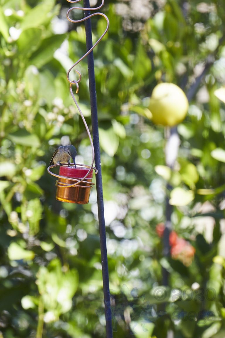 Anna’s Hummingbird
