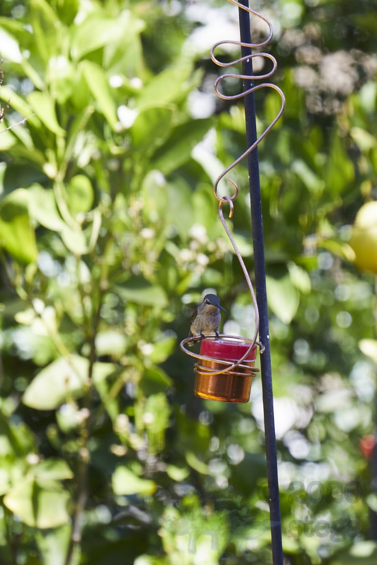 Anna’s Hummingbird