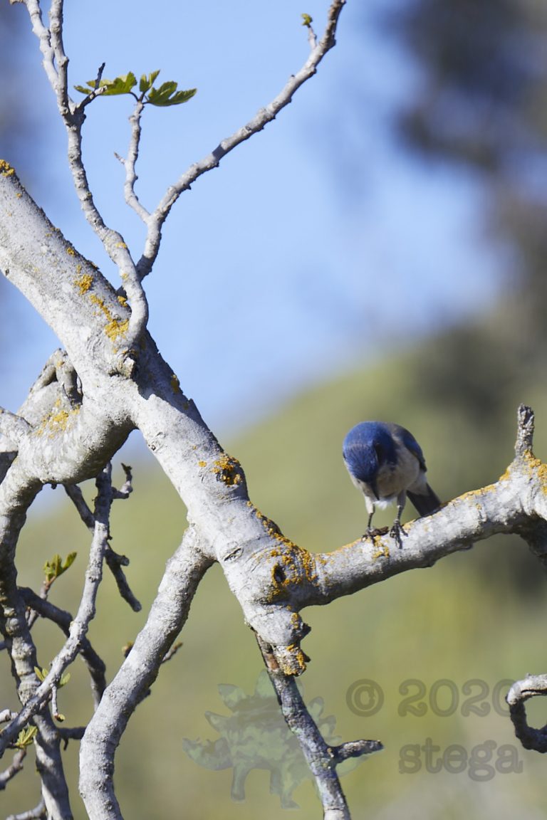 California Scrub Jay