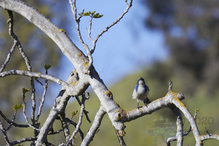 California Scrub Jay Week