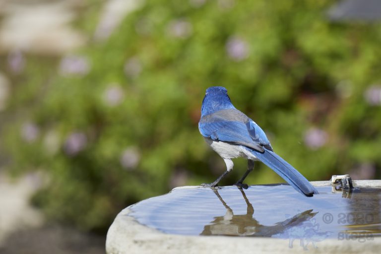 California Scrub Jay