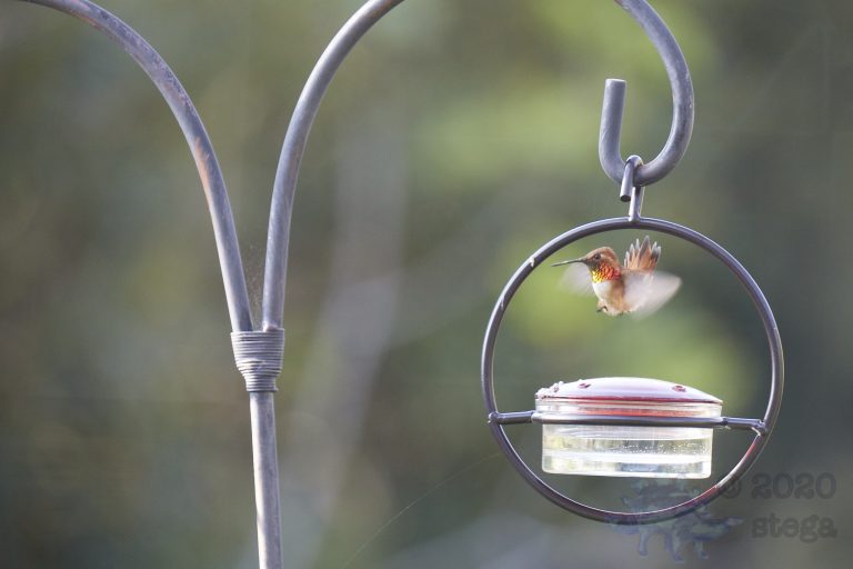 Allen’s Hummingbird