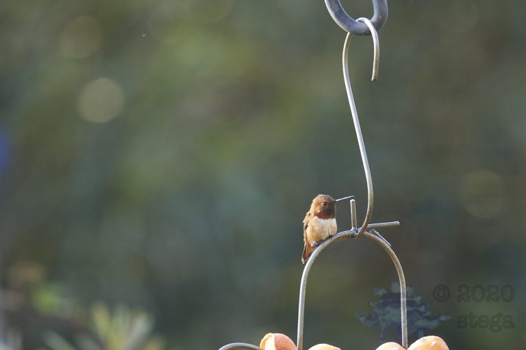 Allen’s Hummingbird
