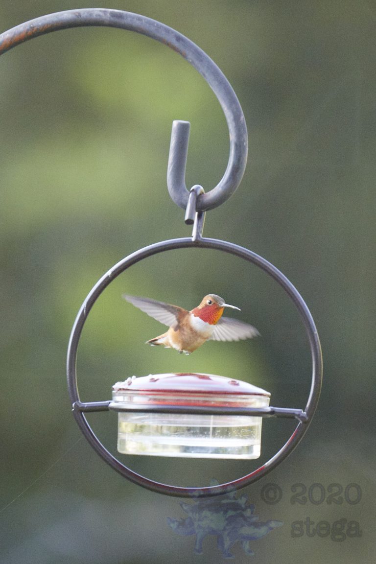 Allen’s Hummingbird