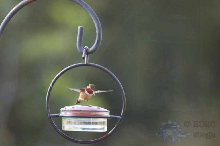 Allen’s Hummingbird