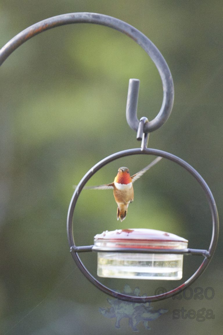 Allen’s Hummingbird