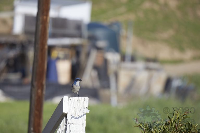 Outside: California Scrub Jay