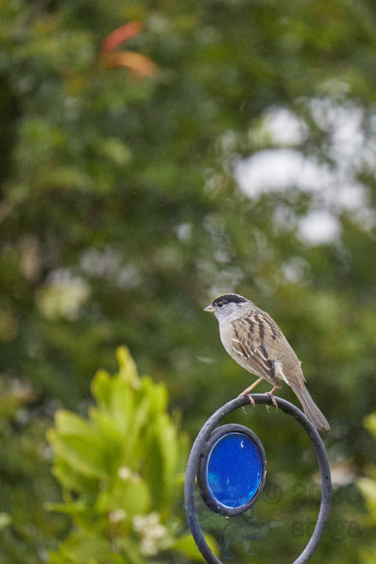Gold-Crowned Sparrow