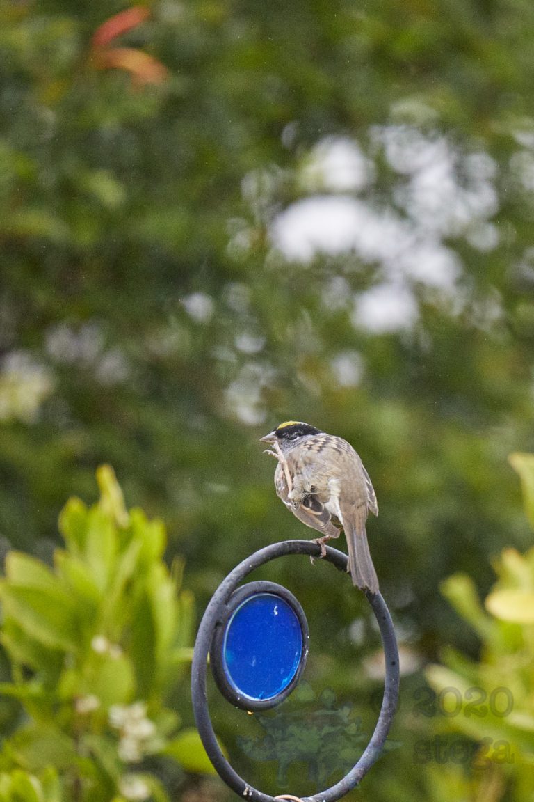 Gold-Crowned Sparrow