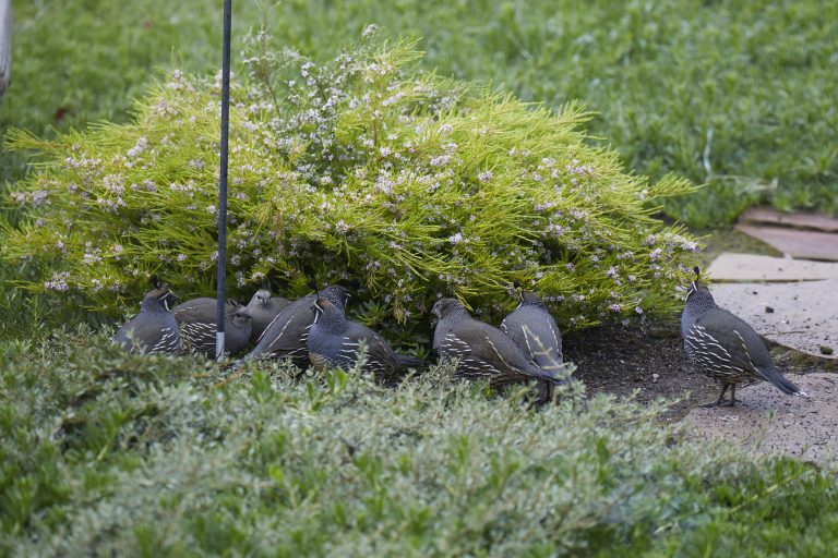 California Quail