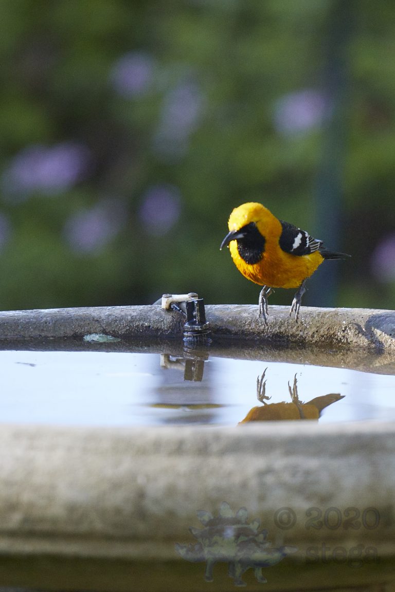 Hooded Oriole Diving In