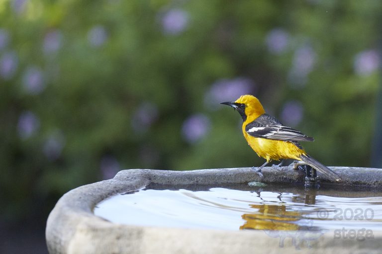 Hooded Oriole