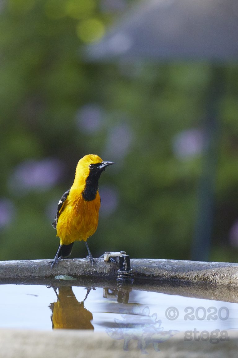 Hooded Oriole