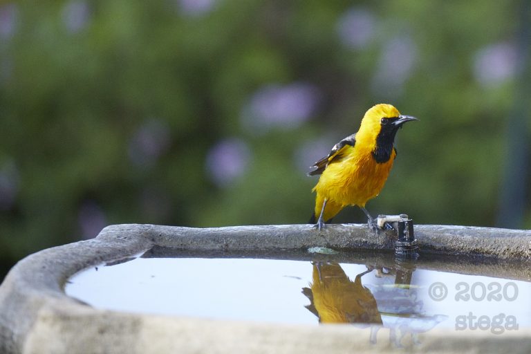 Hooded Oriole