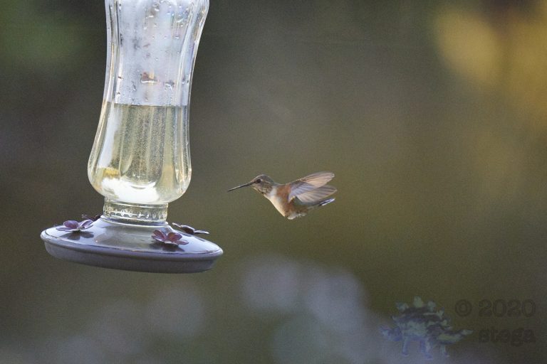 Old School Week: Allen’s Hummingbird