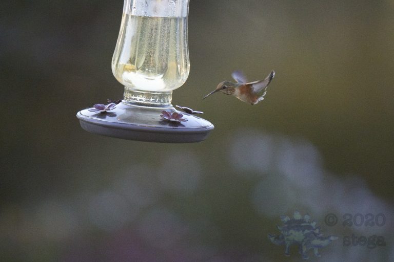 Old School Week: Allen’s Hummingbird