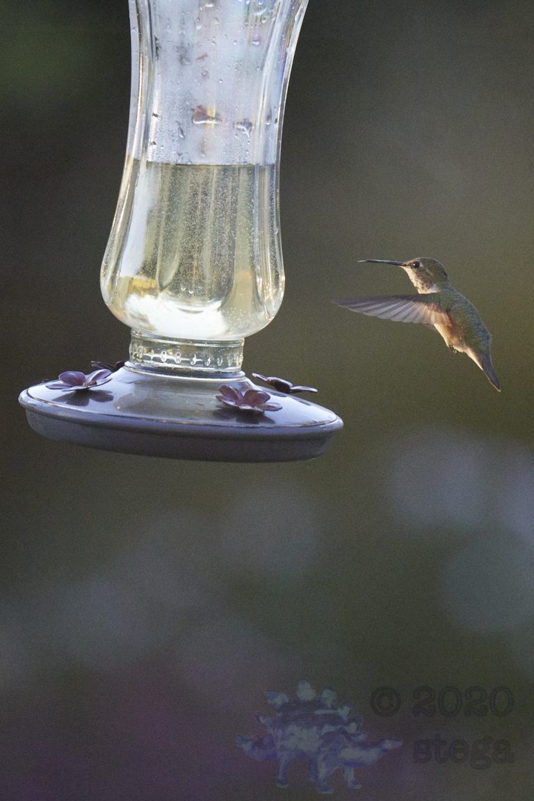 Allen’s Hummingbird (3 Images)