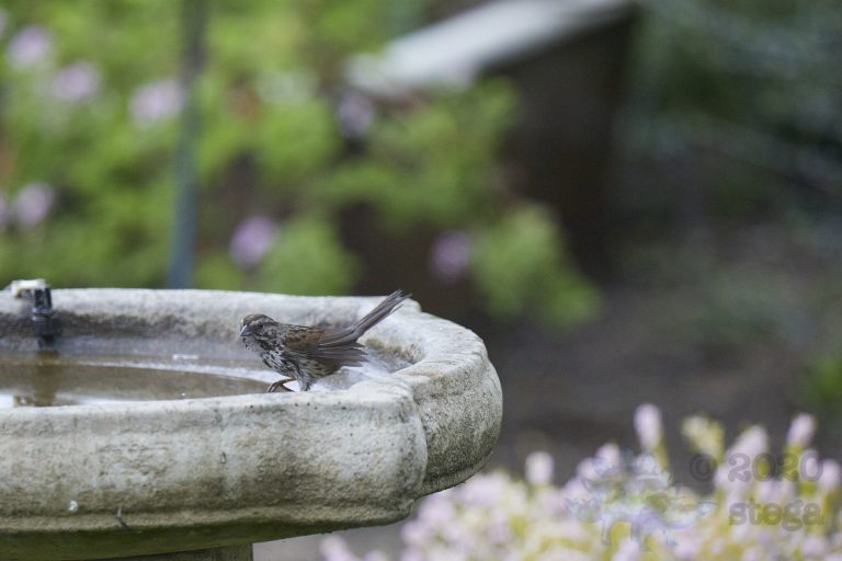 Song Sparrow