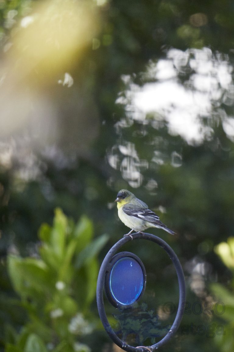 Lesser Goldfinch