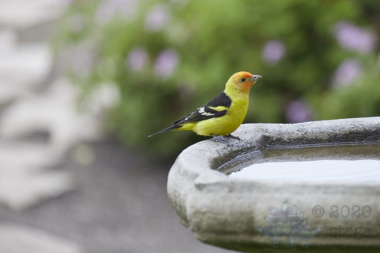 Western Tanager