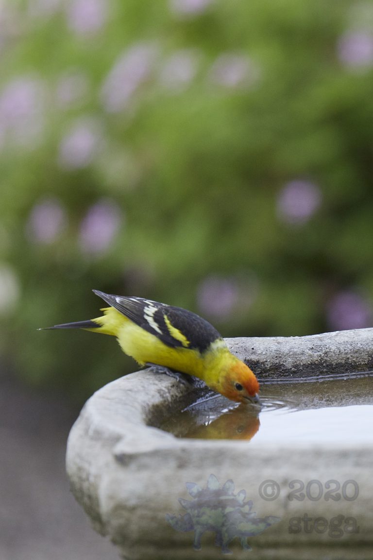 Western Tanager