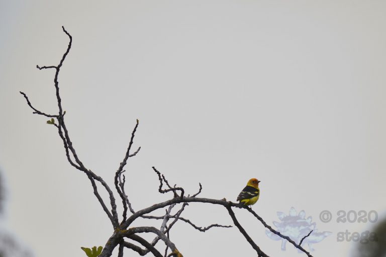 Western Tanager