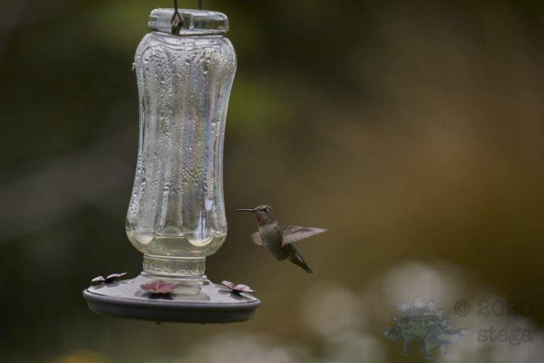 Anna’s Hummingbird