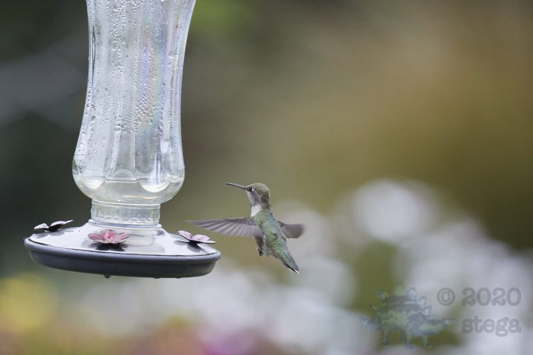 Anna’s Hummingbird