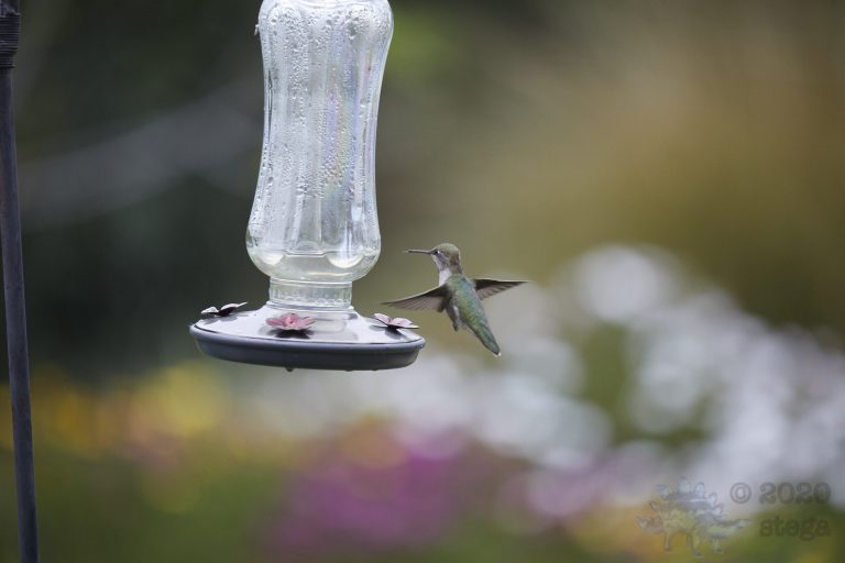Anna’s Hummingbird
