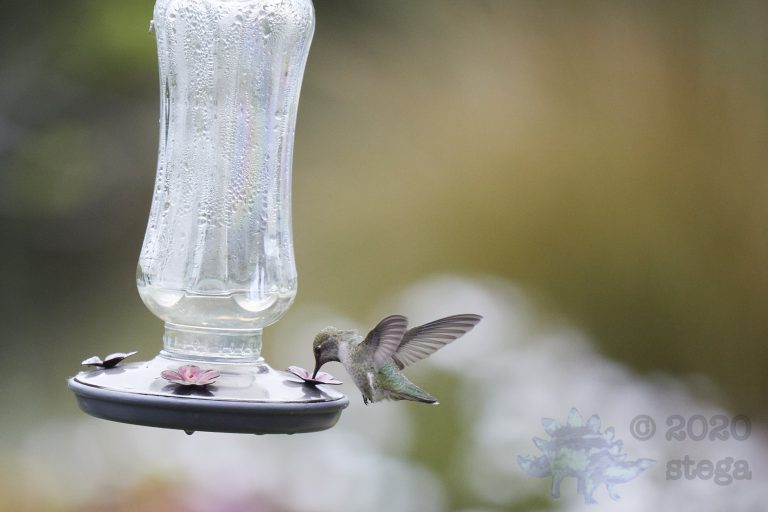 Anna’s Hummingbird