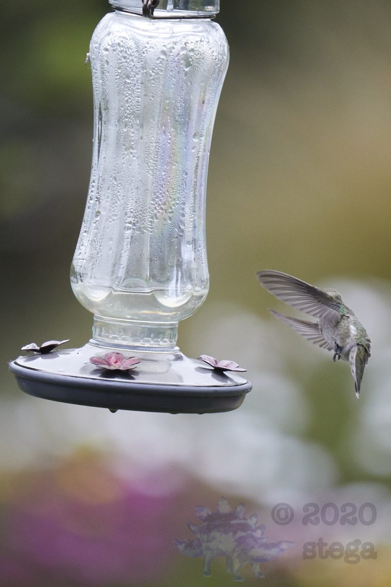 Anna’s Hummingbird